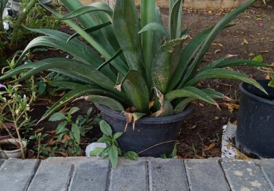 IMG-20251006-WA0032
