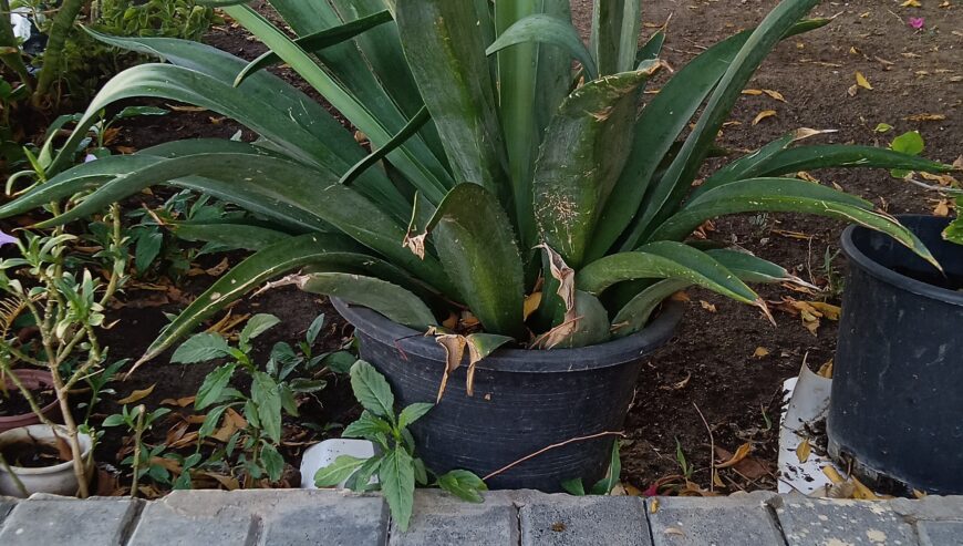Agave