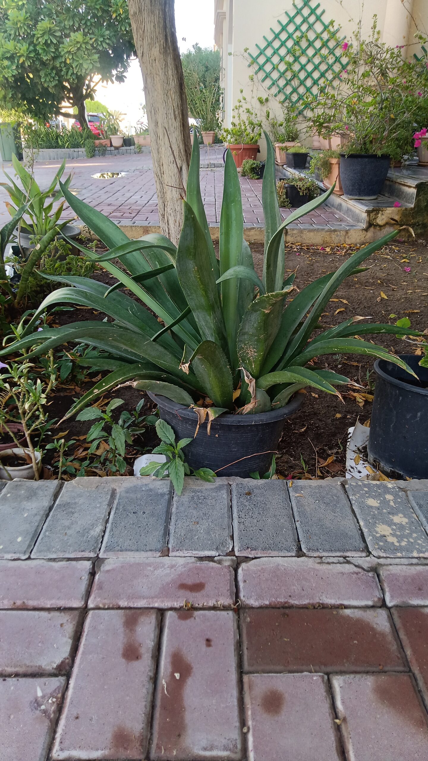 Agave