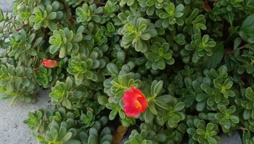 Portulaca succulent