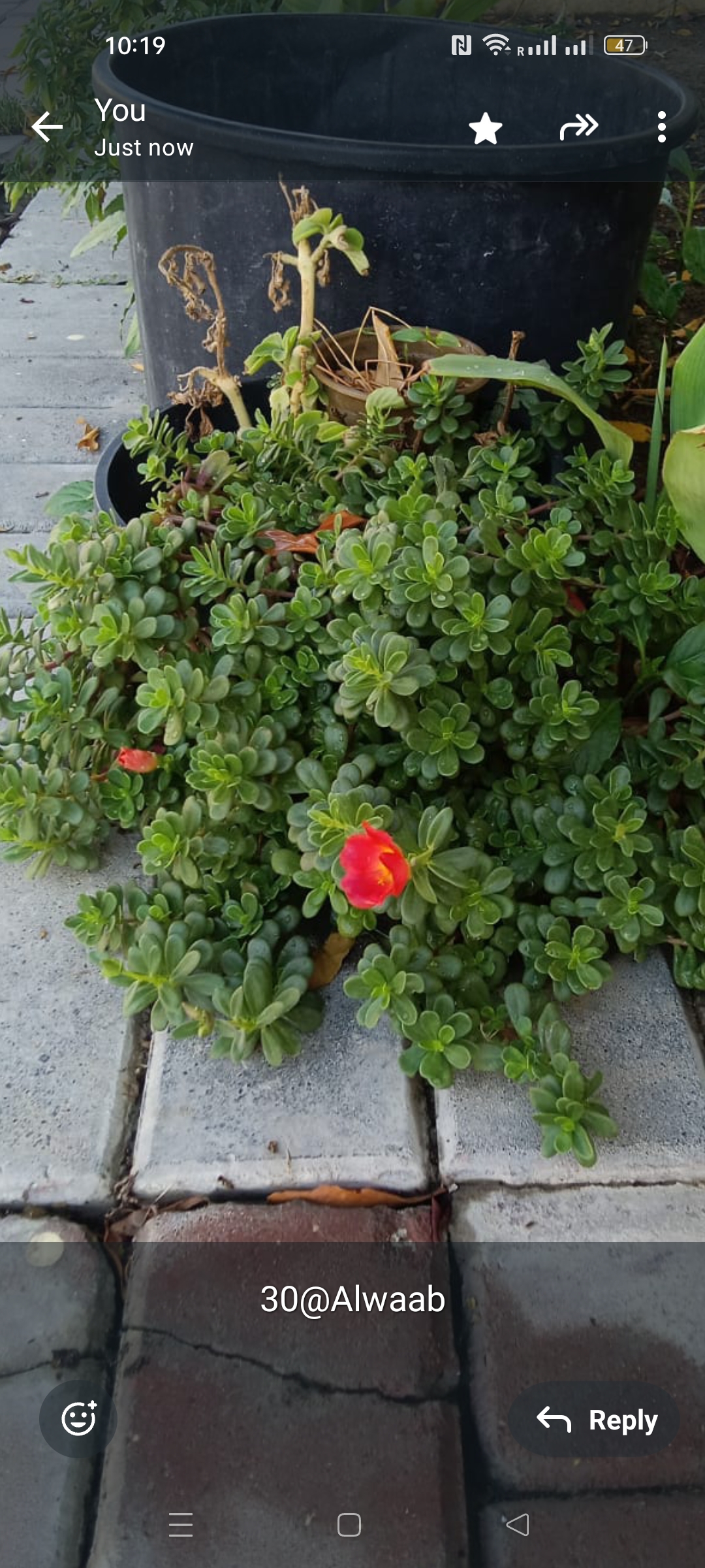 Portulaca succulent