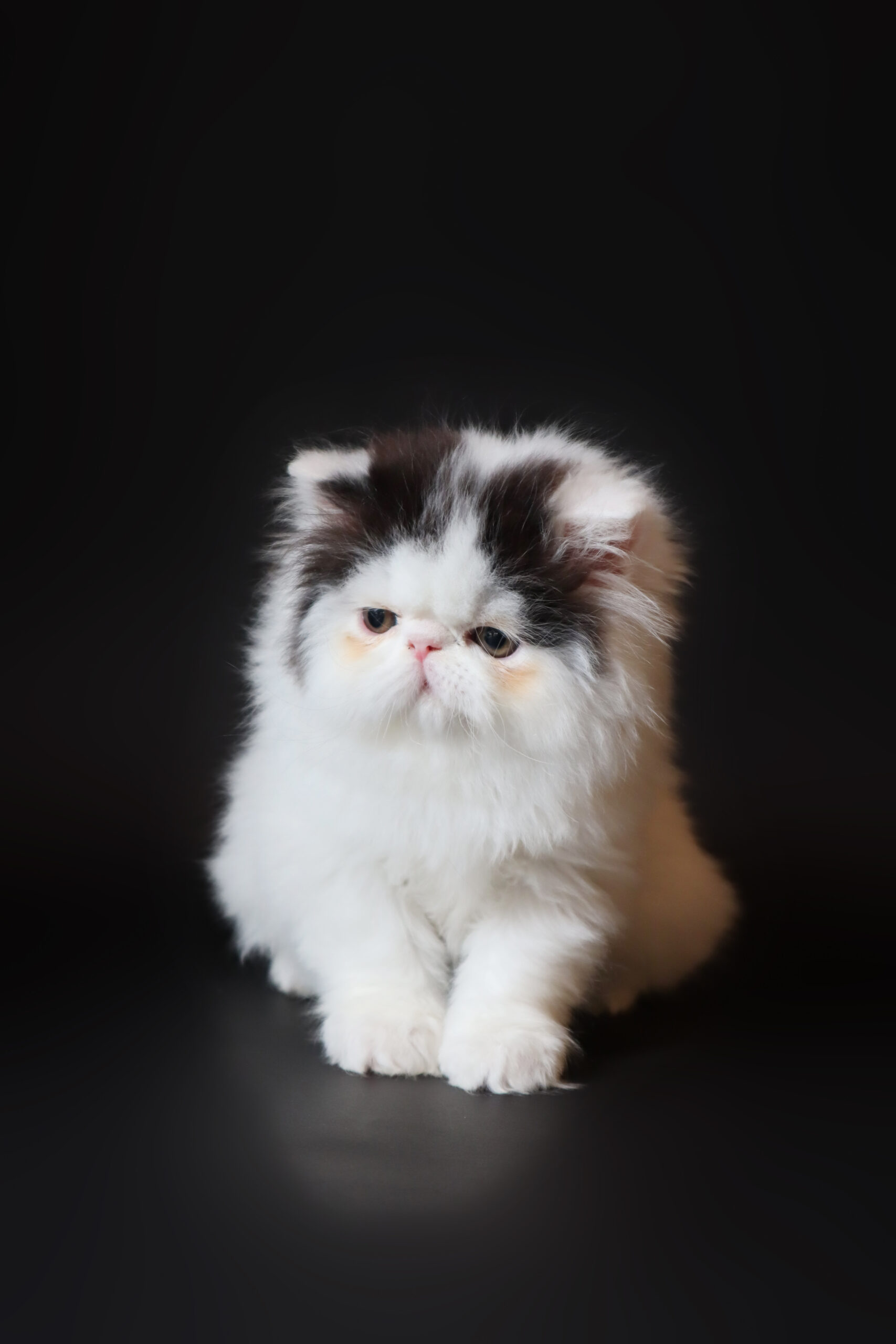 قطط بيرشن بيور