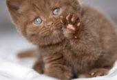 Chocolate British Shorthair Kitten 55873920