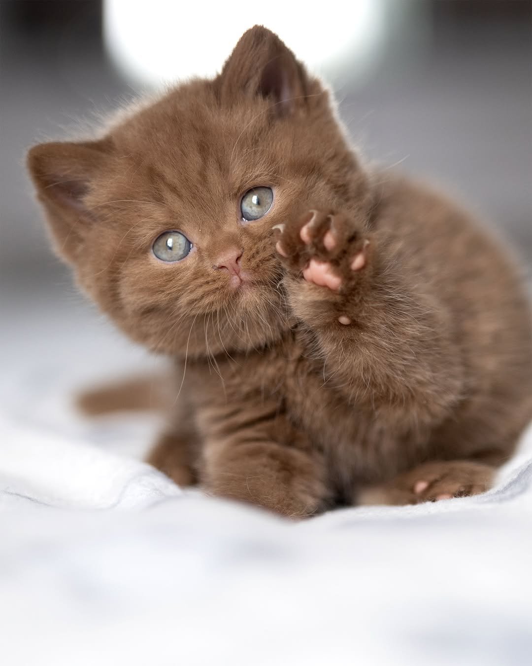 Chocolate British Shorthair Kitten 55873920