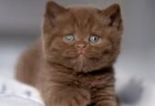 Chocolate British Shorthair Kitten 55873920