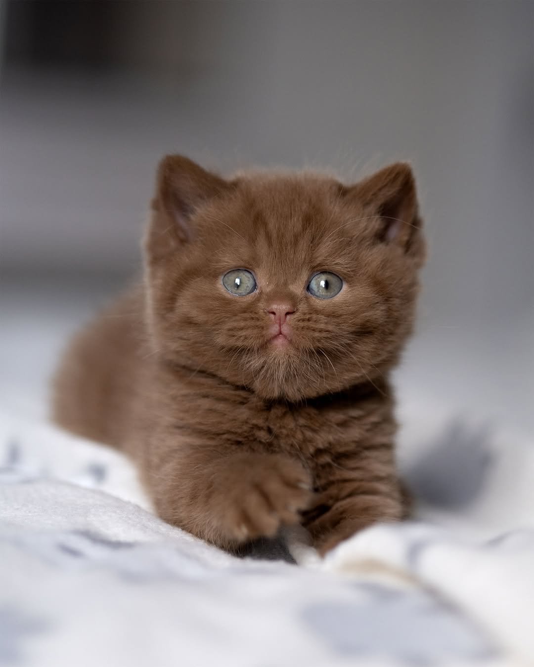 Chocolate British Shorthair Kitten 55873920