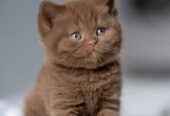 Chocolate British Shorthair Kitten 55873920