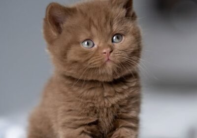 chocolate-british-kitten