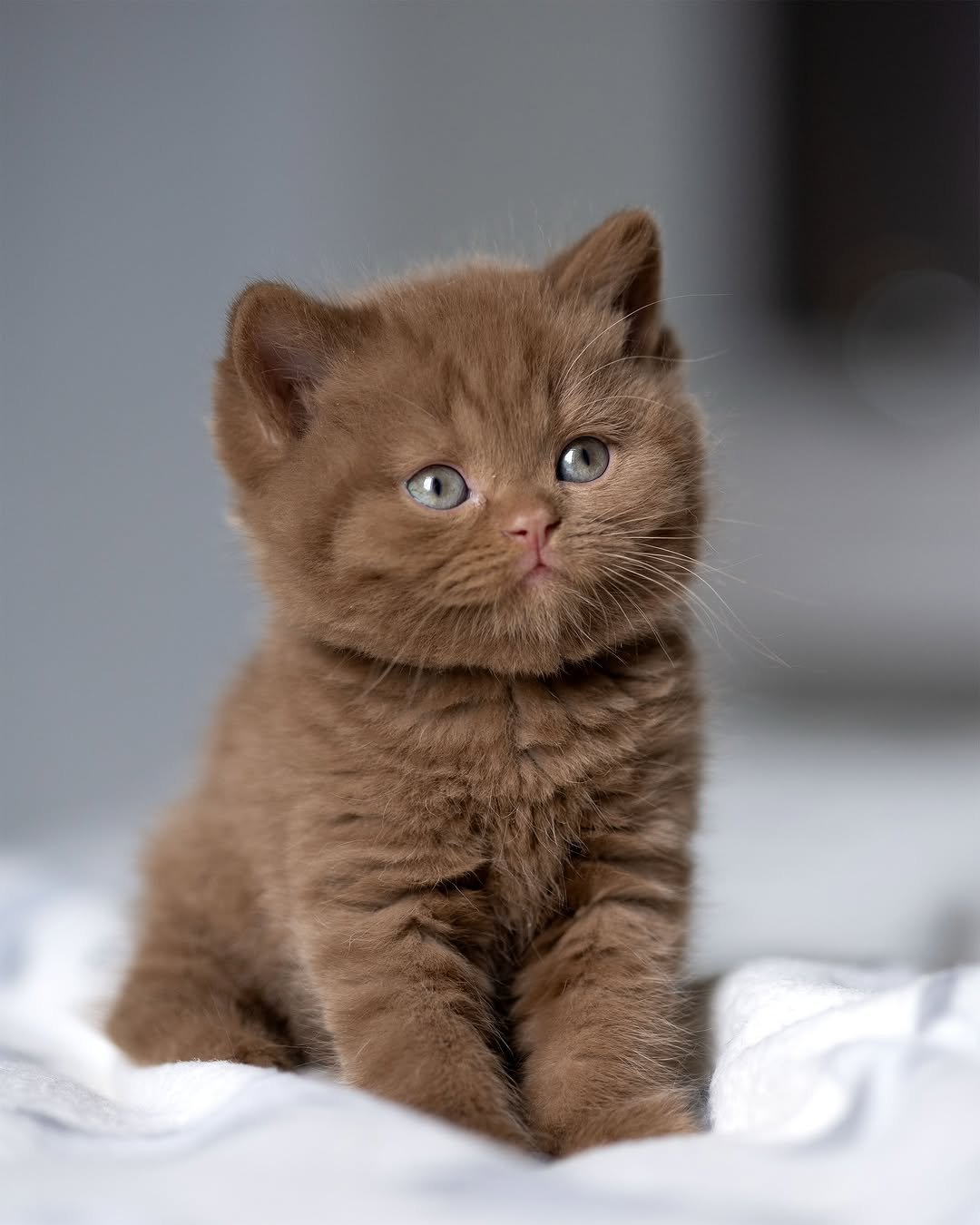 Chocolate British Shorthair Kitten 55873920